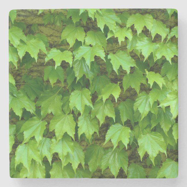 Boston Ivy Stone Coaster (Front)