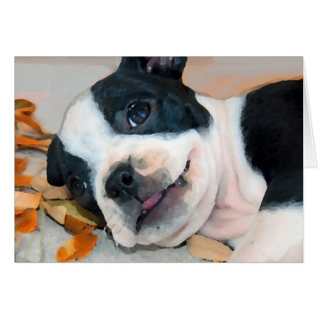 Boston Play (Front Horizontal)