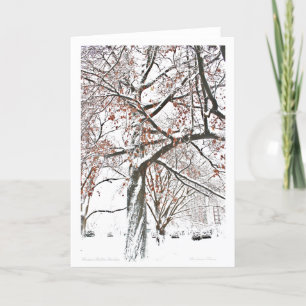 Boston Public Garden Holiday Card