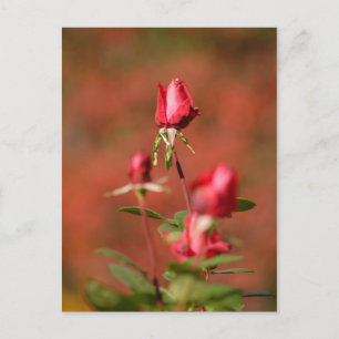 Boston rose postcard