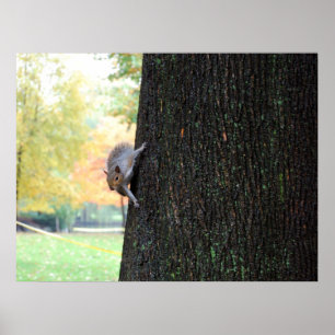 Boston Squirrel Poster