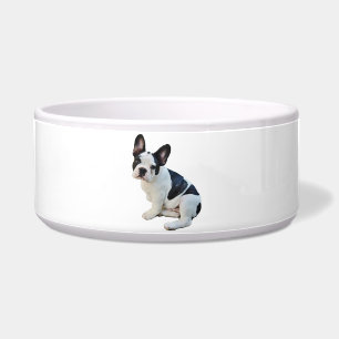 Boston Terrier