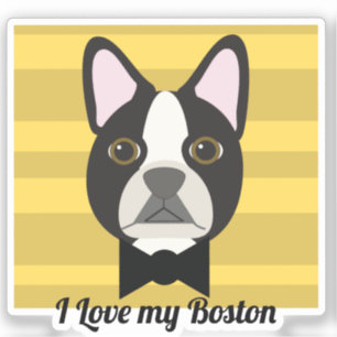 Boston Terrier