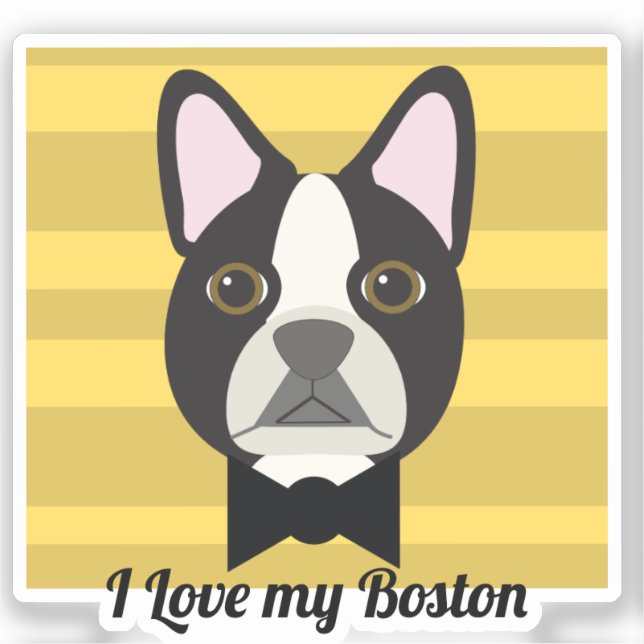 Boston Terrier (Front)