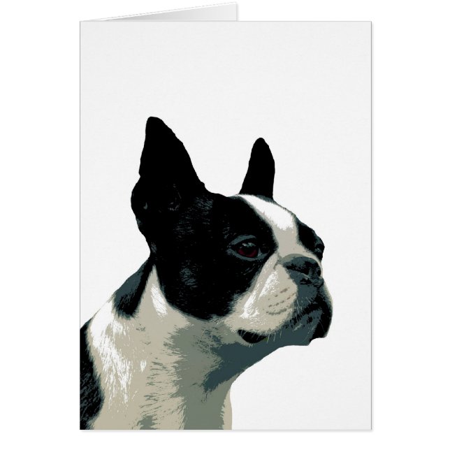 boston terrier (Front)