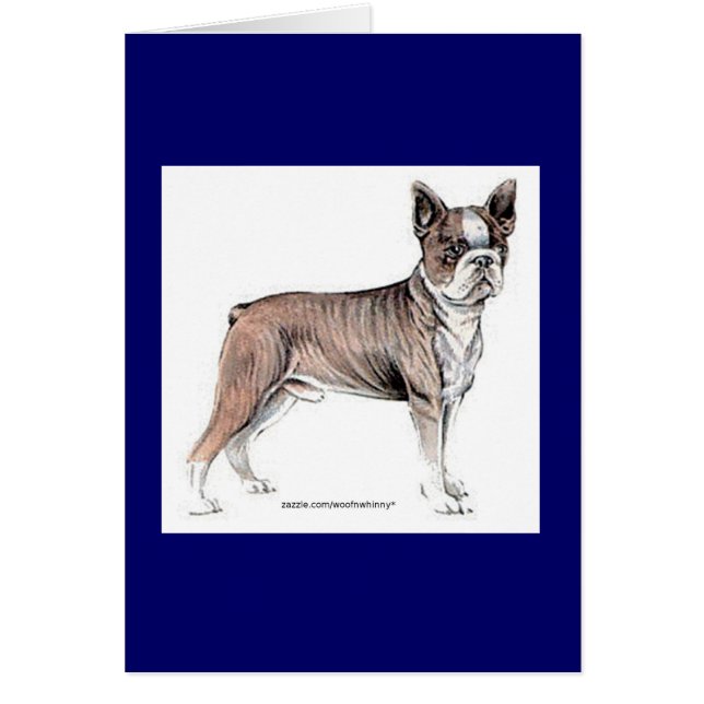 Boston Terrier (Front)