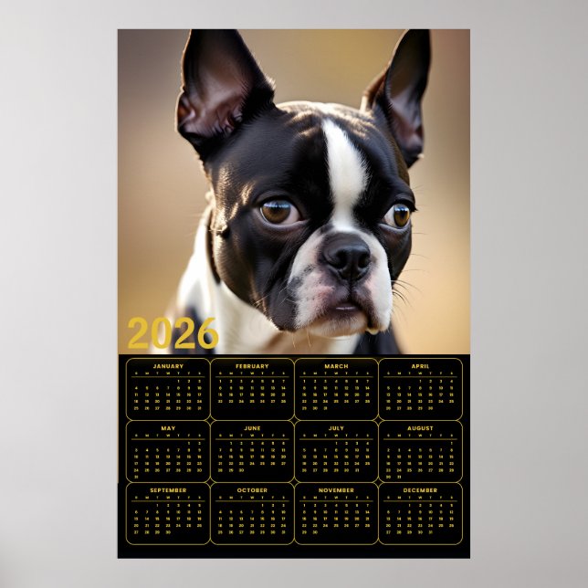 Boston Terrier 2026 Calendar  Poster (Front)