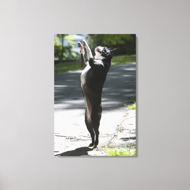 Boston Terrier 2 Canvas Print (Front)