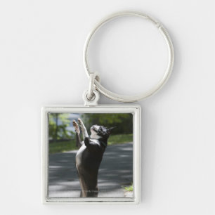 Boston Terrier 2 Key Ring