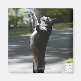 Boston Terrier 2 Magnet