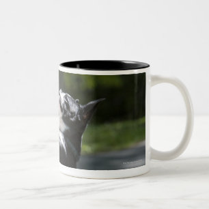 Boston Terrier 2 Two-Tone Coffee Mug