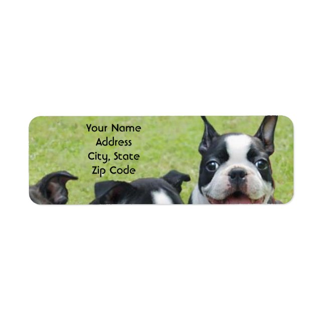 Boston Terrier address labels (Front)