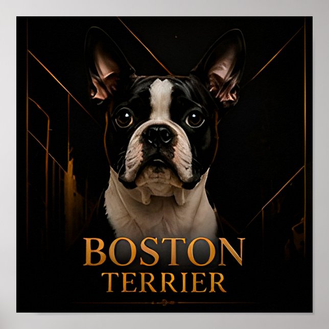 Boston Terrier American Classic Collection Poster (Front)