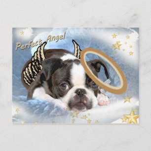 Boston Terrier Angel Apparel and Gifts Postcard