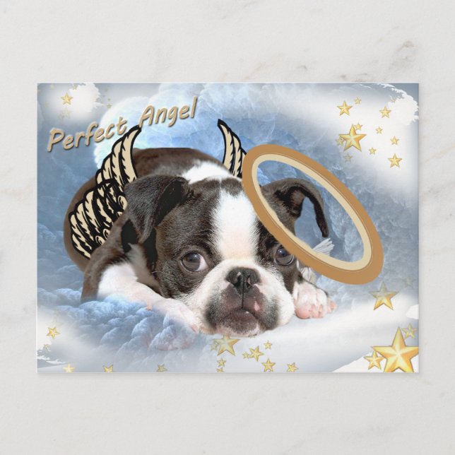 Boston Terrier Angel Apparel and Gifts Postcard (Front)