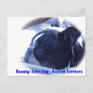 Boston Terrier:  Beauty, Love, Joy Postcard