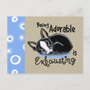 Boston Terrier Being Adorable Postcard
