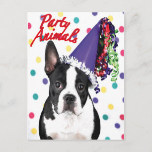 Boston Terrier Birthday Card