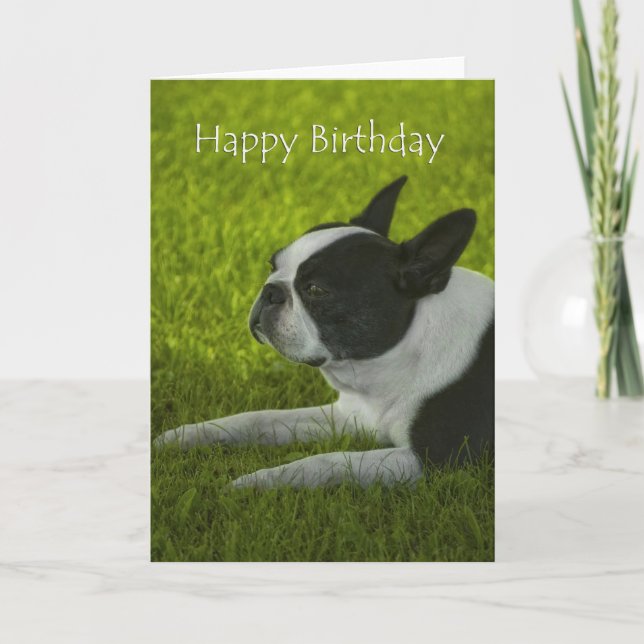 Boston Terrier Birthday Card (Front)