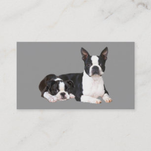 Boston Terrier Breeder Business Card