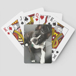 Boston Terrier Buddy Cards