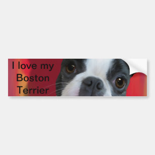 Boston Terrier Bumper Sticker