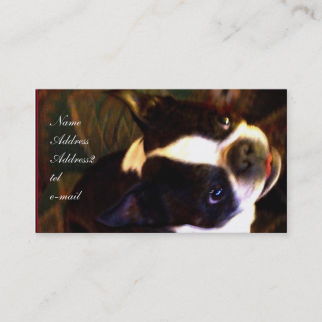 Boston Terrier business Card (Front)