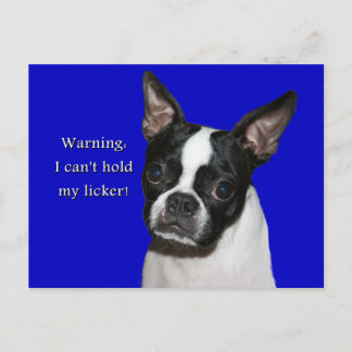 Boston Terrier:  Can't hold her licker Postcard