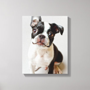 Boston Terrier Canvas Print