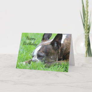 Boston Terrier Card