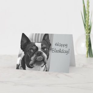 Boston terrier card