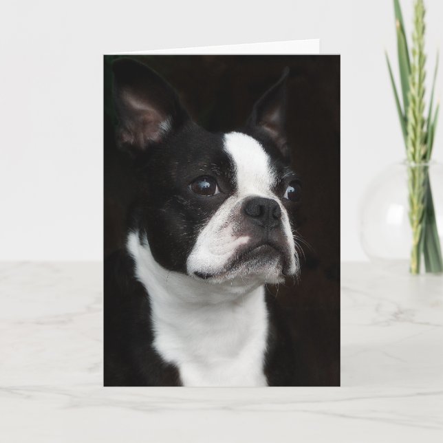 Boston Terrier Card (Front)