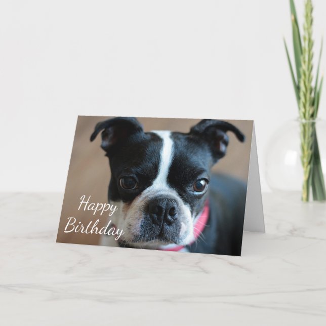 Boston Terrier Card (Front)