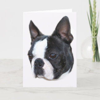 Boston Terrier Card