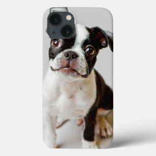 Boston Terrier iPhone 13 Case