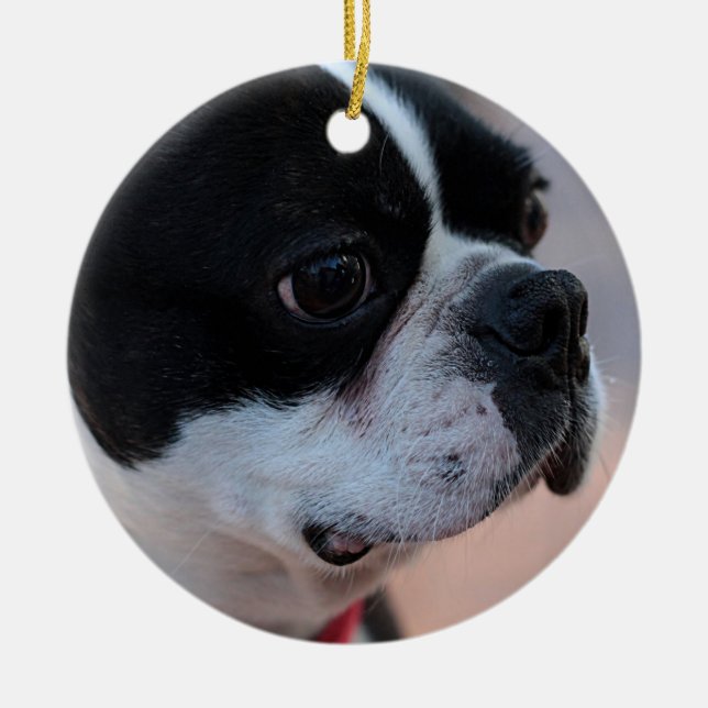 Boston terrier ceramic tree decoration (Front)