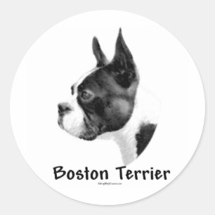 Boston Terrier Charcoal 2 - Sticker