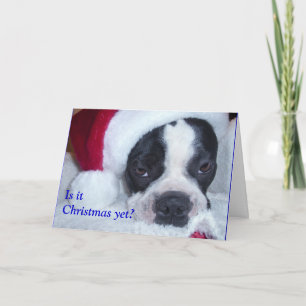 Boston Terrier Christmas Card