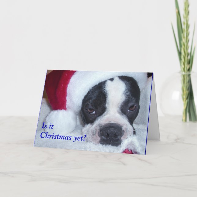 Boston Terrier Christmas Card (Front)