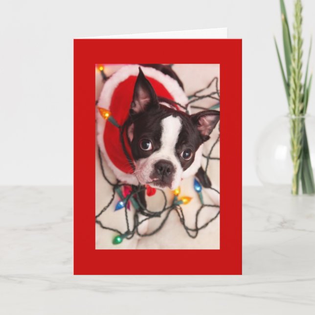 Boston Terrier Christmas Lights Santa Greeting Car Holiday Card (Front)