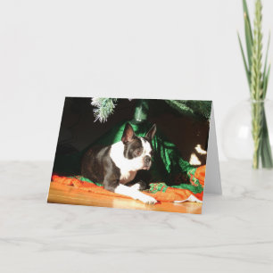 Boston Terrier Christmas with Piper Holiday Card