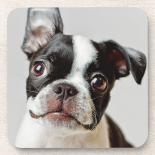 Boston Terrier Coaster