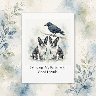 Boston Terrier / Crow Happy Birthday Business   Postcard