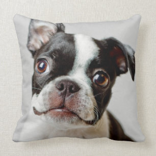Boston Terrier Cushion