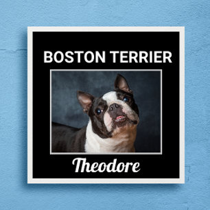 Boston Terrier Custom Dog Poster