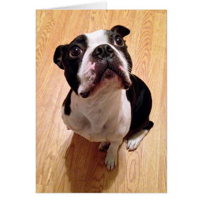 Boston Terrier Dog (Front)