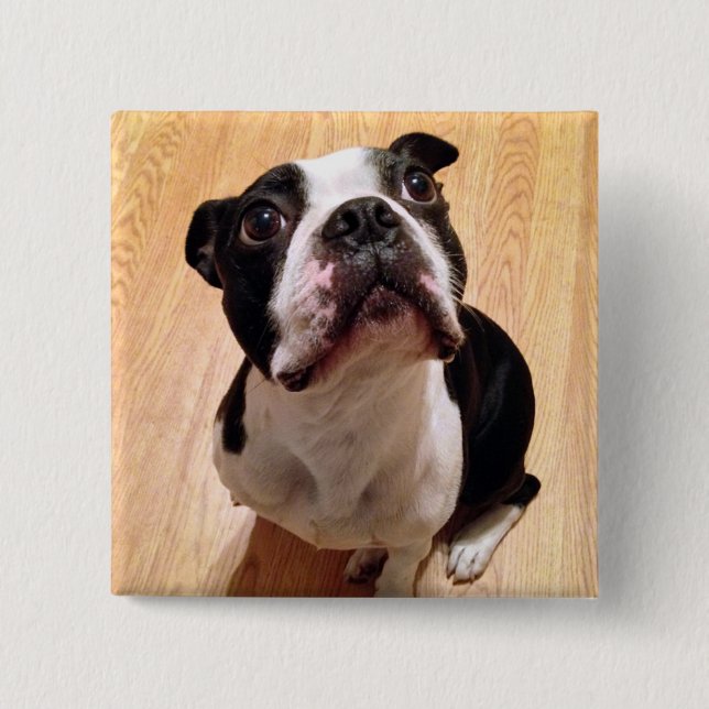 Boston Terrier Dog 15 Cm Square Badge (Front)