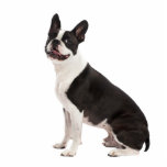 Boston Terrier dog beautiful photo sculpture, gift Standing Photo Sculpture<br><div class="desc">Beautiful photo of a boston terrier dog photo sculpture gift.  Great gift idea for dog lovers</div>