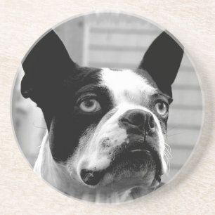Boston Terrier Dog Coasters