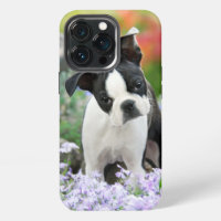 Boston Terrier Dog Cute Puppy Animal Head Photo -